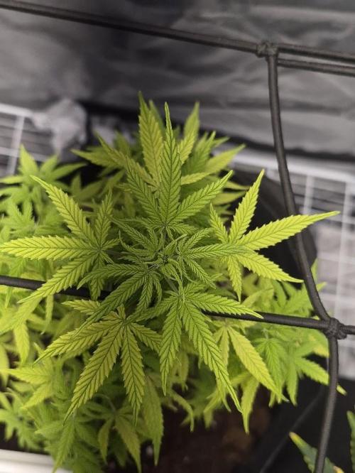 Genesis. Week 7 - Lua
Day 49 (V48)