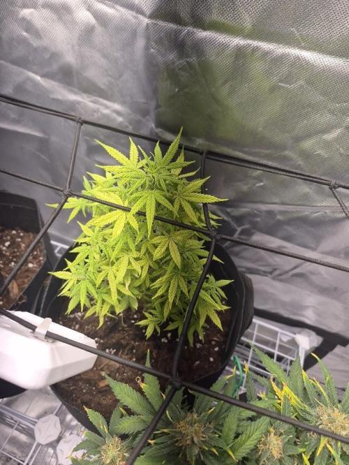Genesis. Week 7 - Lua
Day 49 (V48)