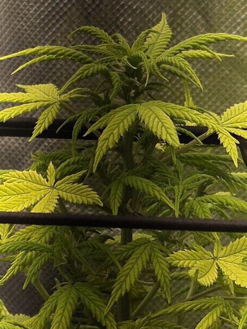 Genesis. Week 8 - Lua
Day 50 (F1)