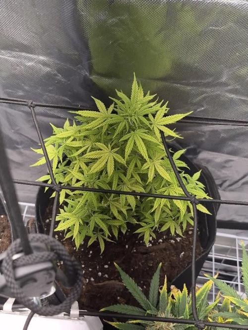 Genesis. Week 8 - Lua
Day 50 (F1)