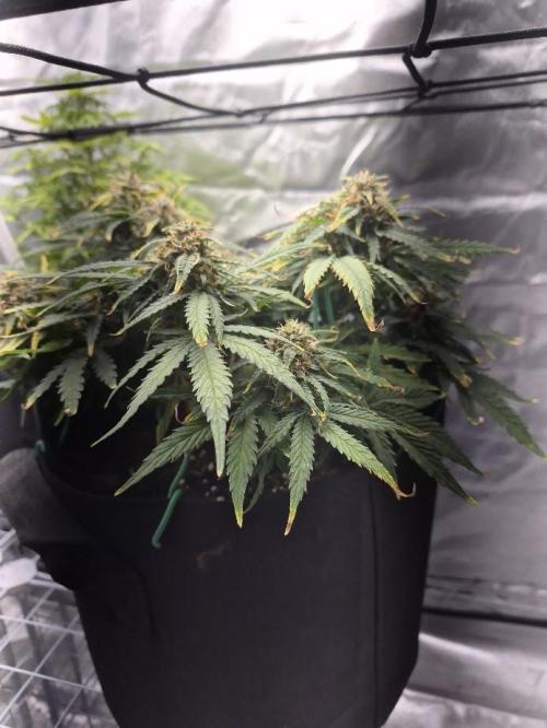 Genesis. Week 8 - Sira 
Day 53 (F28)