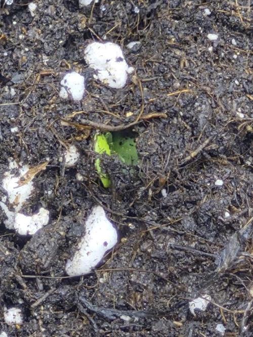 Underground Secrets: Lilith & Pandora. Week 0 - Lilith
24/02
cotyledons was finally spotted buried just beneath the soil surface
