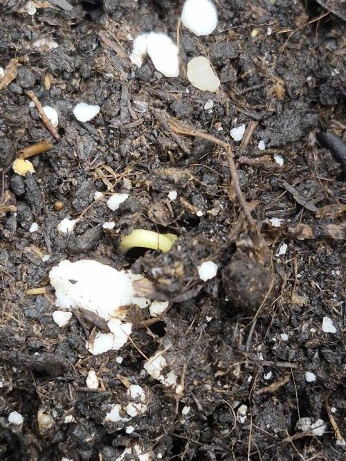 Underground Secrets: Lilith & Pandora. Week 0 - Lilith
25/02
the stem had been growing horizontally underground