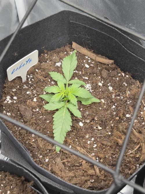 Underground Secrets: Lilith & Pandora. Week 3 - Lilith
Day 14 (V14)
Last day in week 2, ready for the LST.
