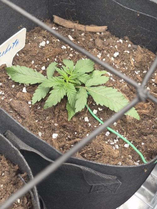 Underground Secrets: Lilith & Pandora. Week 3 - Lilith
Day 15 (V15)
