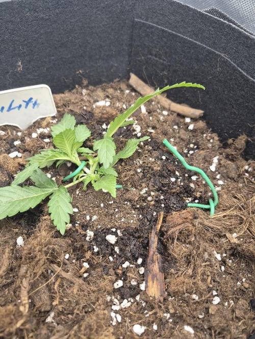 Underground Secrets: Lilith & Pandora. Week 3 - Lilith
Day 15 (V15)