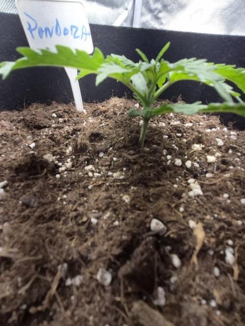 Underground Secrets: Lilith & Pandora. Week 3 - Pandora
Day 15 (v14)