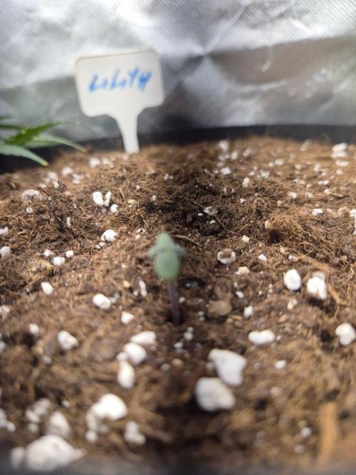Lilith Doe. Week 1 - 5/9