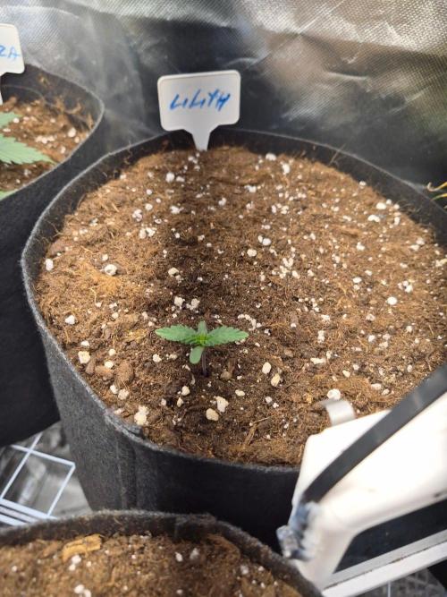 Lilith Doe. Week 1 - 8/9