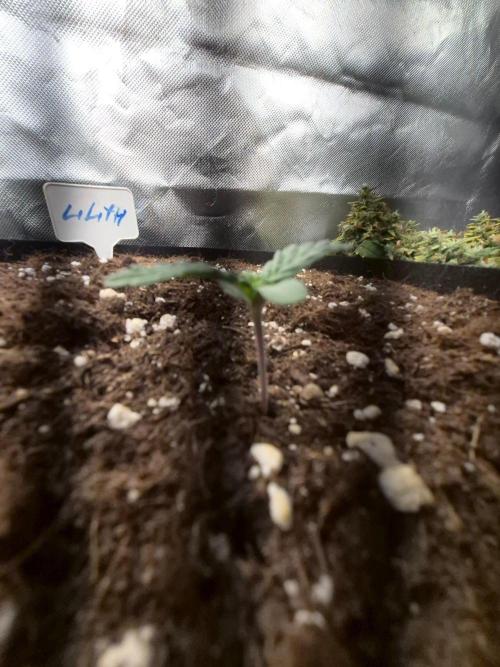 Lilith Doe. Week 1 - 8/9