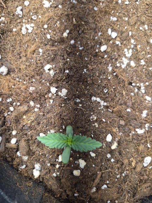 Lilith Doe. Week 1 - 8/9