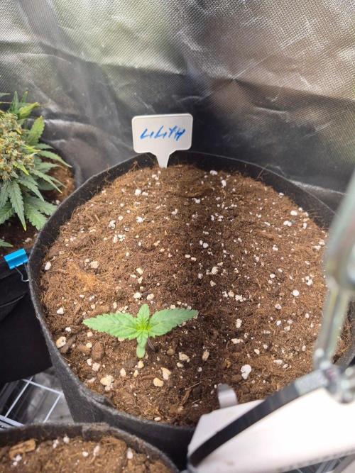 Lilith Doe. Week 1 - 10/9