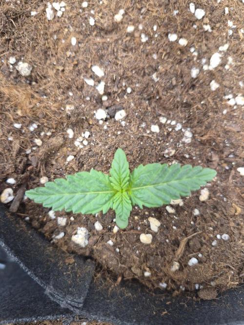 Lilith Doe. Week 1 - 10/9