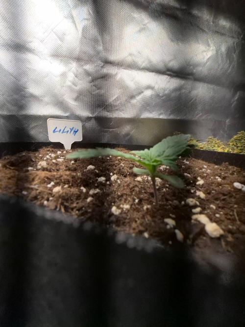 Lilith Doe. Week 1 - 10/9