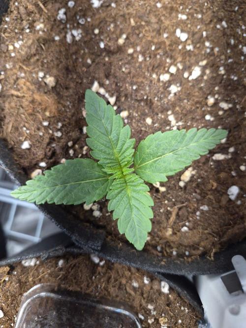 Lilith Doe. Week 2