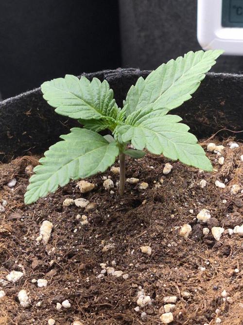 Lilith Doe. Week 2