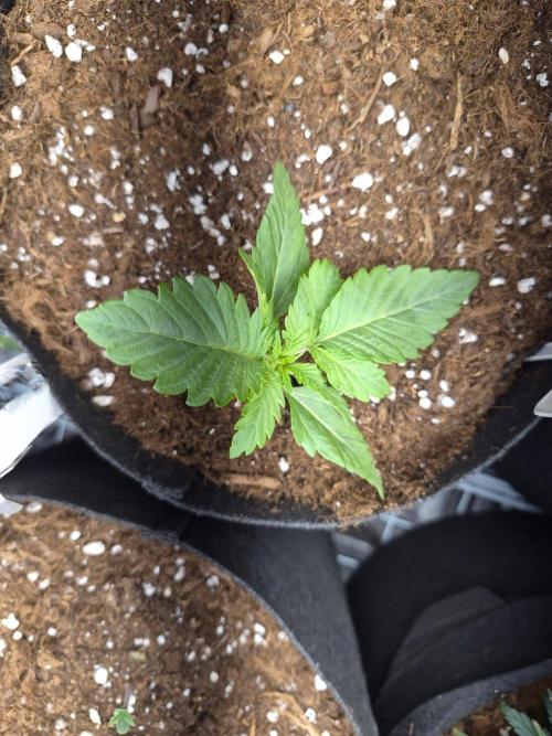 Lilith Doe. Week 2 - 14/9