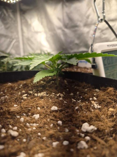 Lilith Doe. Week 2