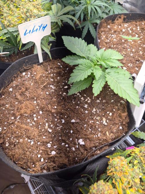 Lilith Doe. Week 2