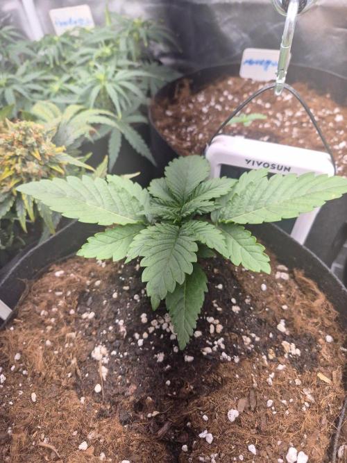 Lilith Doe. Week 2