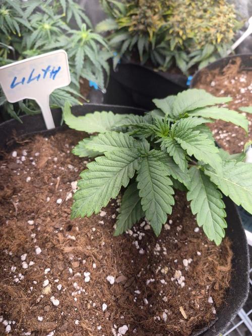 Lilith Doe. Week 2