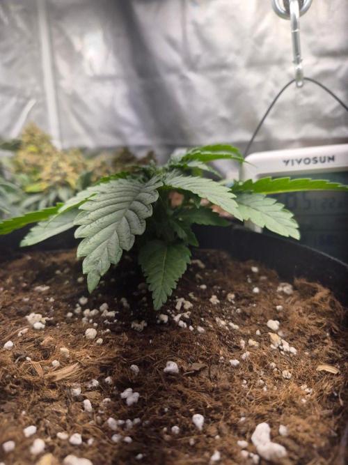 Lilith Doe. Week 2