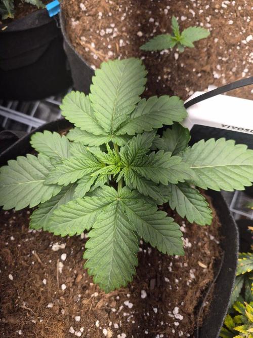 Lilith Doe. Week 2