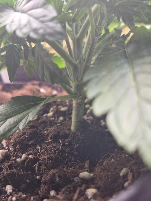 Lilith Doe. Week 3