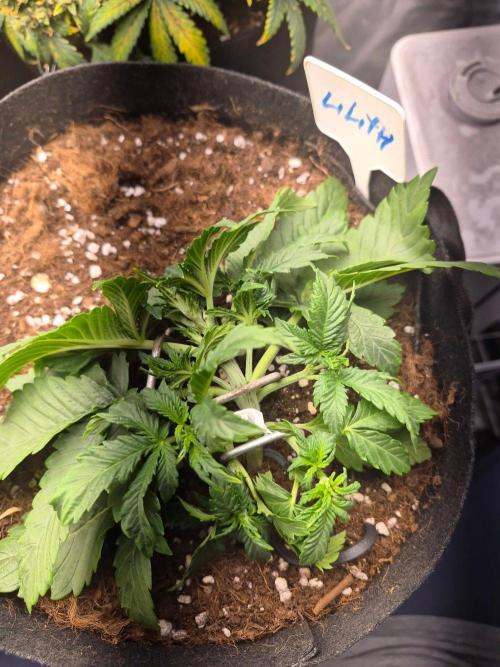 Lilith Doe. Week 3