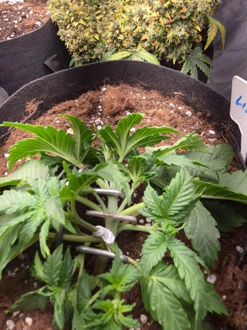 Lilith Doe. Week 3