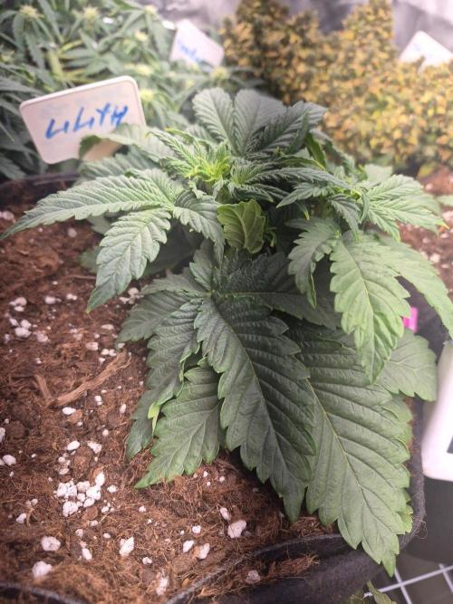Lilith Doe. Week 3