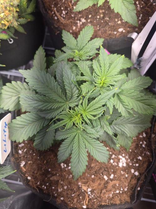 Lilith Doe. Week 3