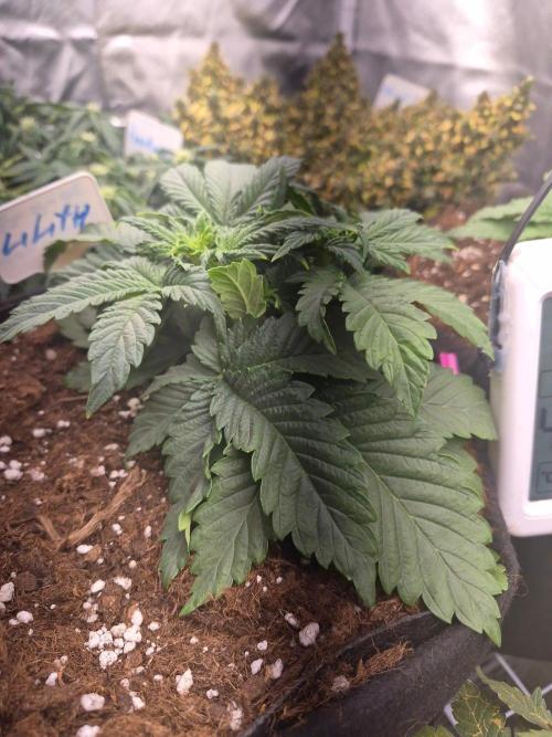 Lilith Doe. Week 3