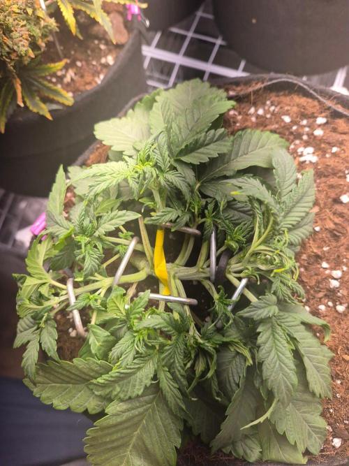 Lilith Doe. Week 3