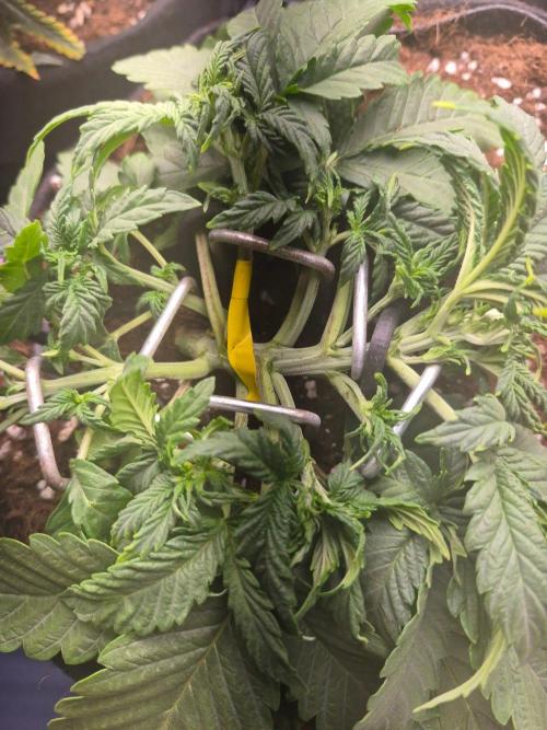 Lilith Doe. Week 3