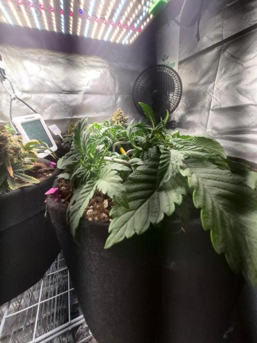 Lilith Doe. Week 3