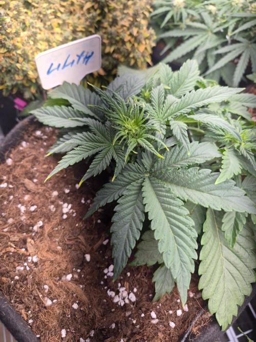 Lilith Doe. Week 3