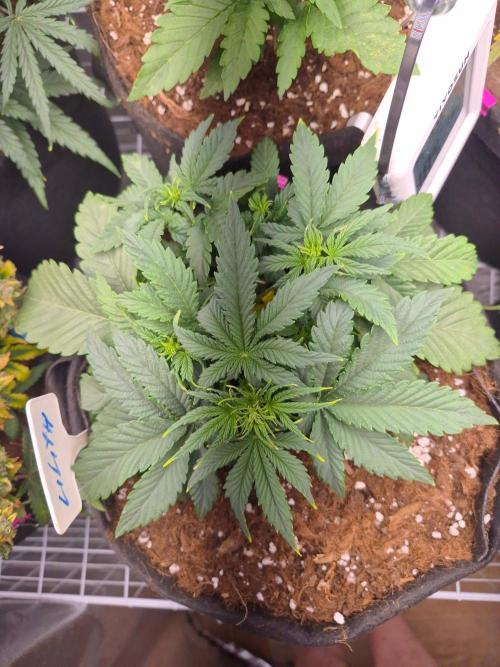 Lilith Doe. Week 3