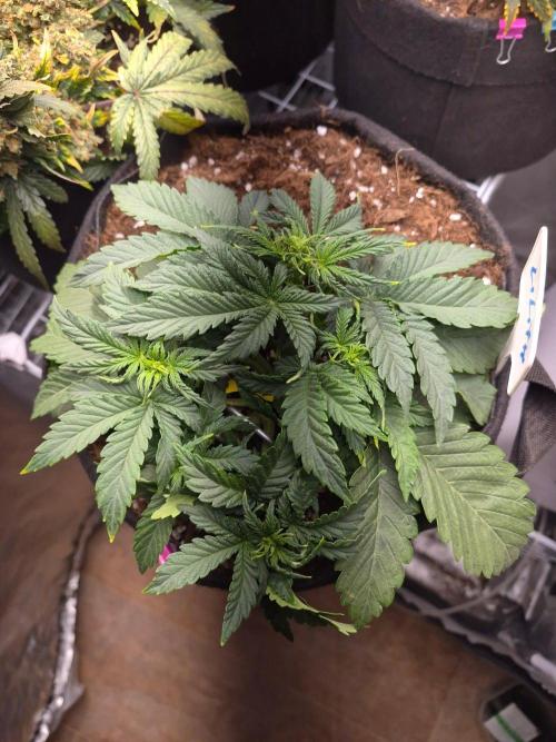Lilith Doe. Week 3