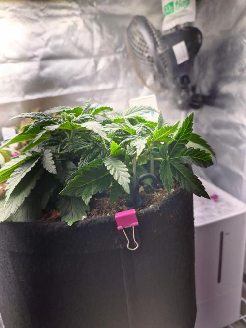 Lilith Doe. Week 3