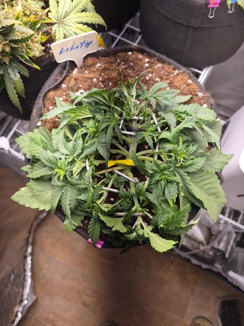 Lilith Doe. Week 3