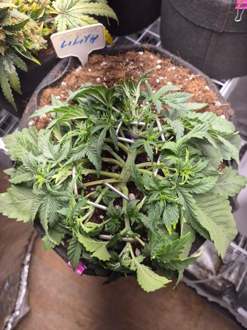 Lilith Doe. Week 3