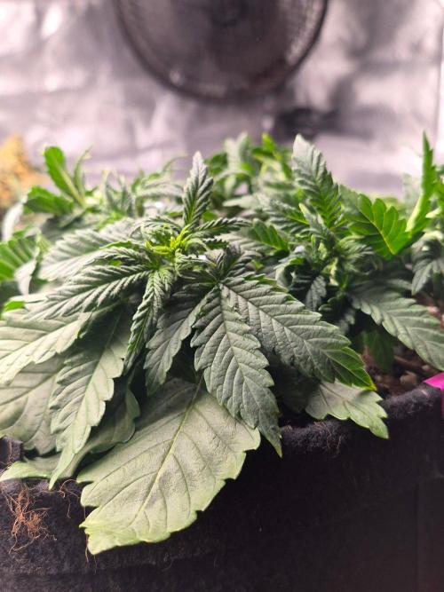 Lilith Doe. Week 3