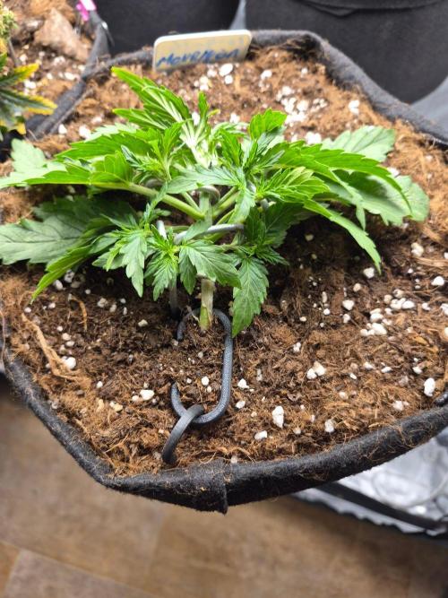Morrigan Doe. Week 2 - starting lst