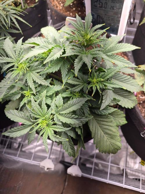 Lilith Doe. Week 4