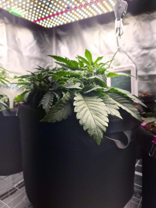 Lilith Doe. Week 4
