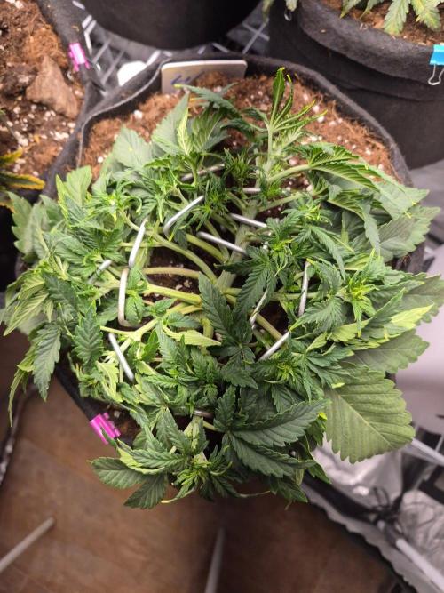 Lilith Doe. Week 4