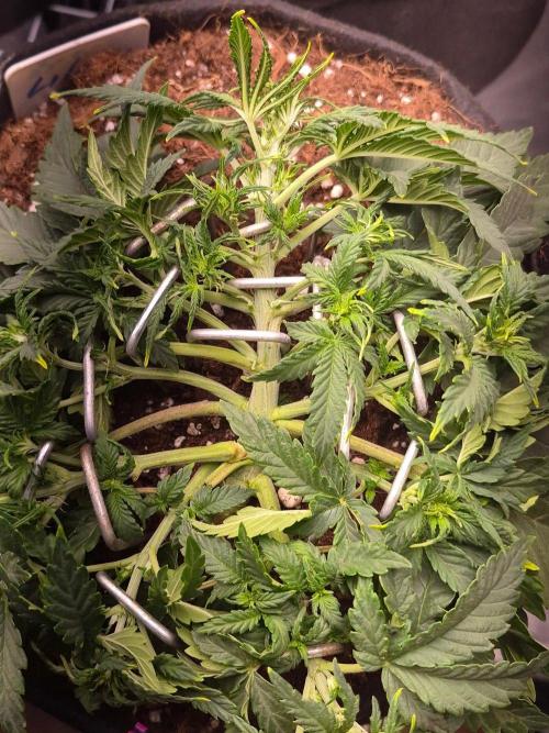 Lilith Doe. Week 4