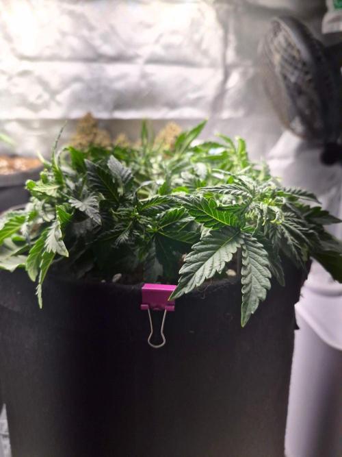 Lilith Doe. Week 4