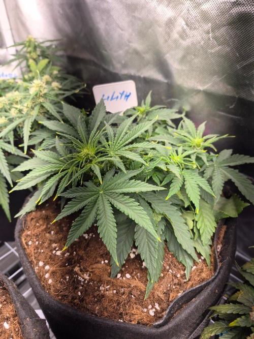 Lilith Doe. Week 4